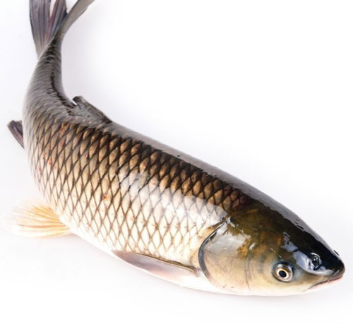 如何挑選草魚