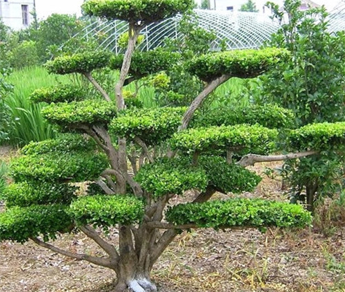 黃楊樹